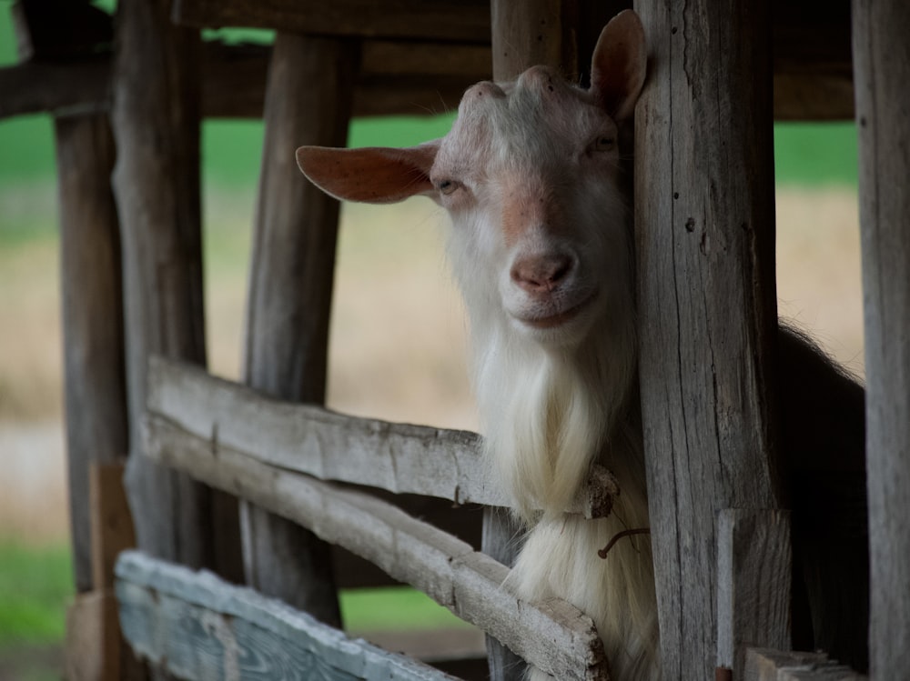 a goat sticking its head over a wooden fence