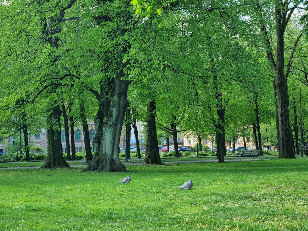 a couple of birds sitting on top of a lush green field