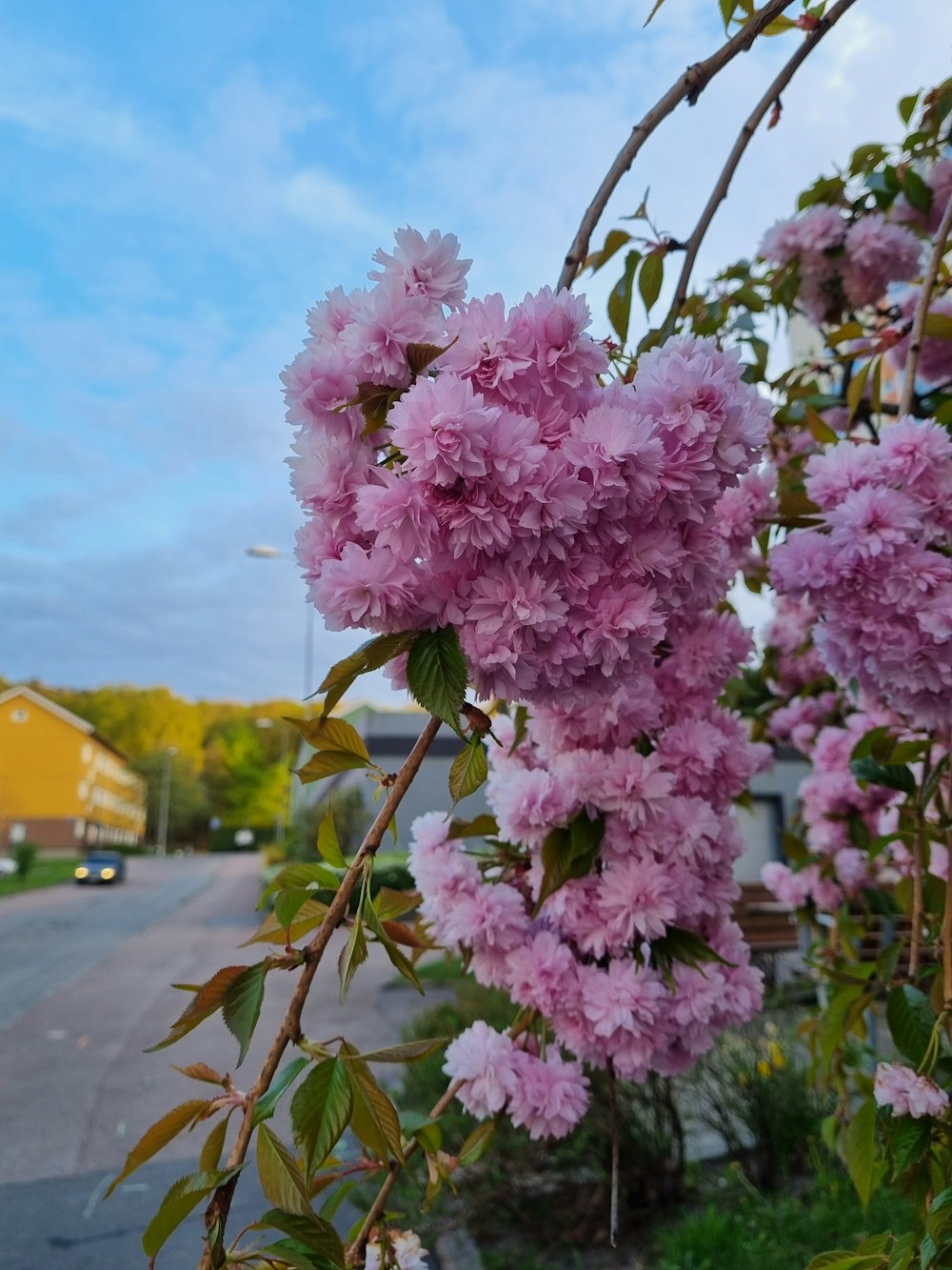 a bush of pink flowers next to a street