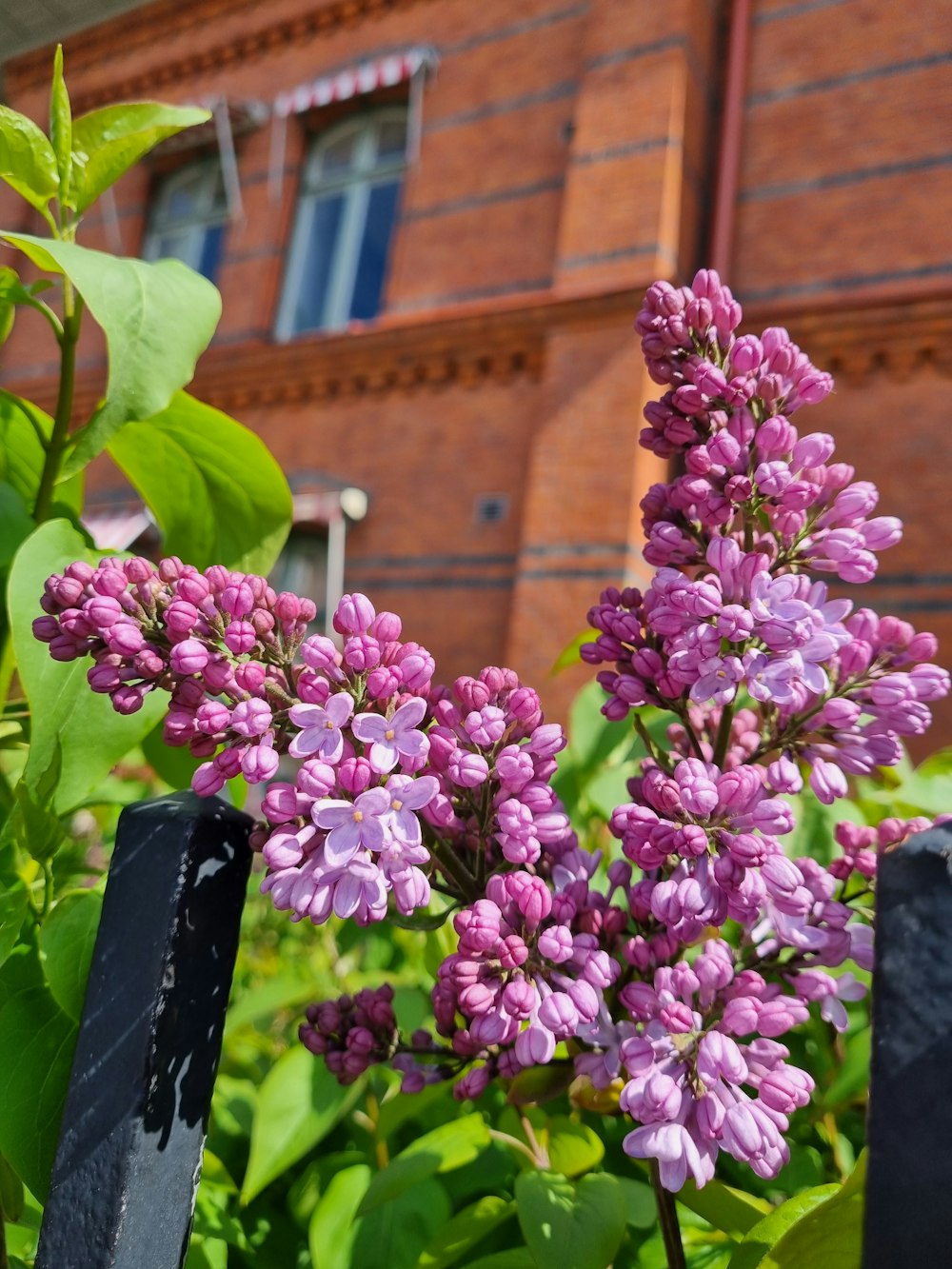 a bunch of purple flowers in front of a building