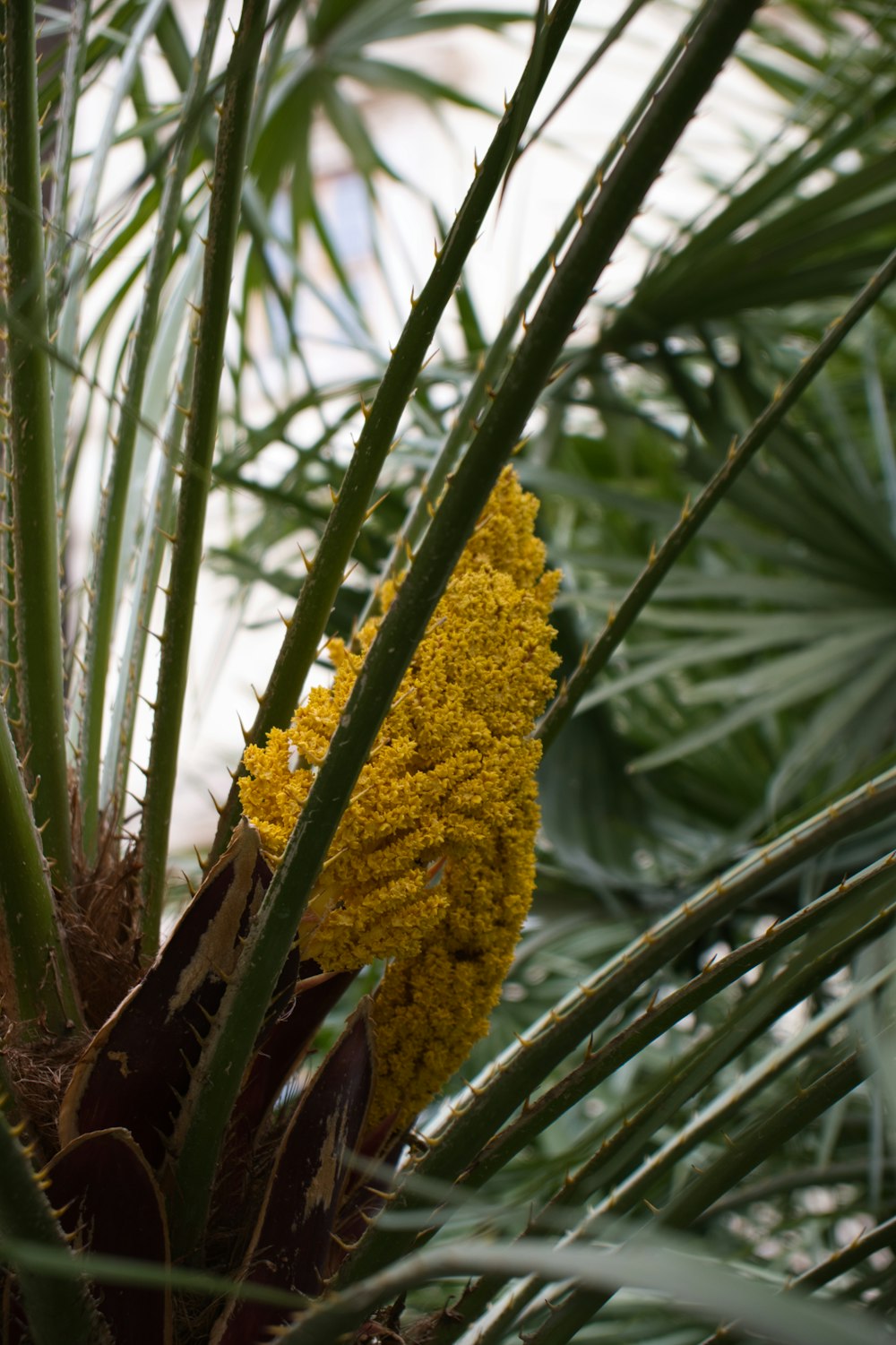 a close up of a plant with yellow flowers