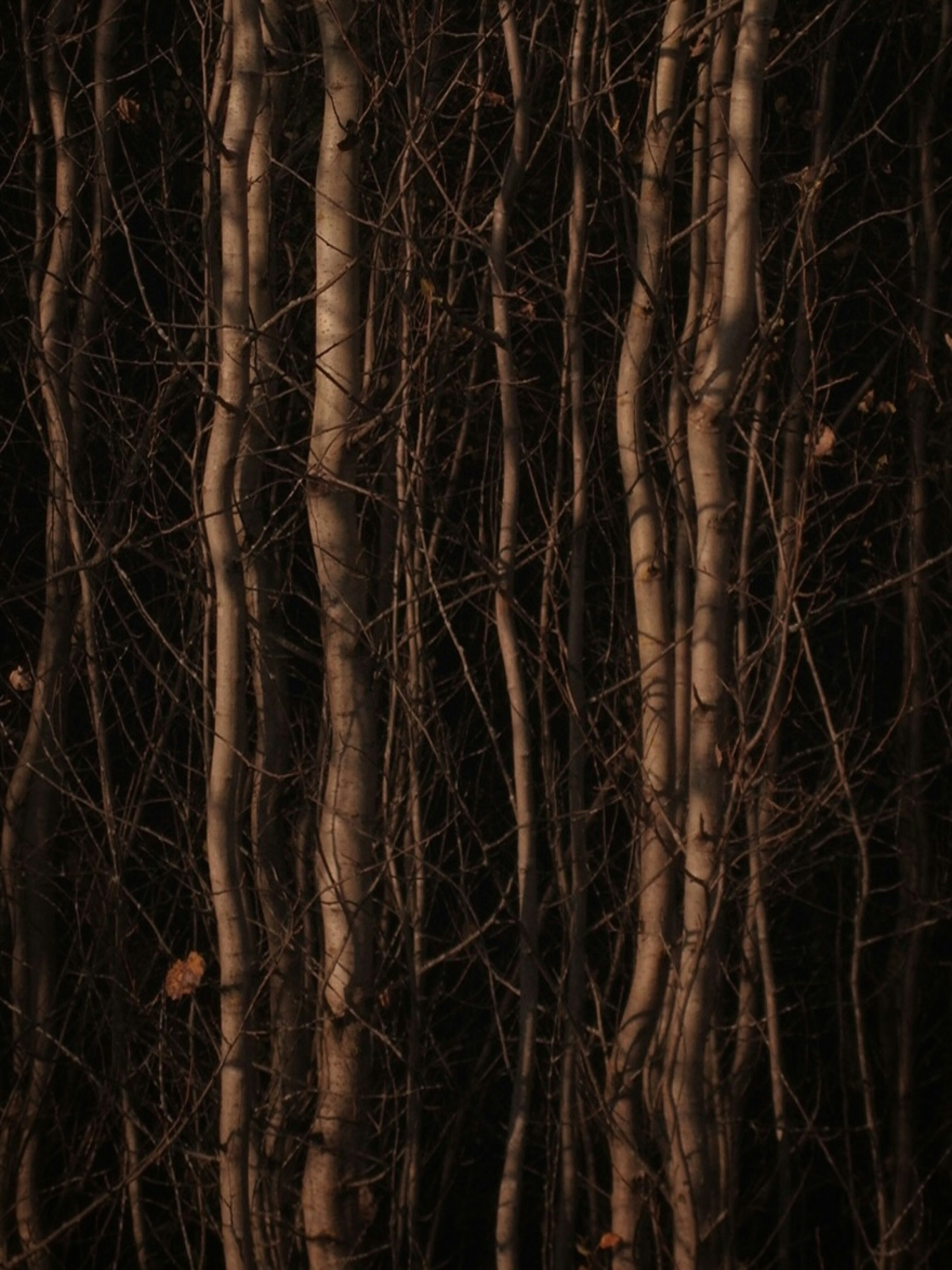 Photo by eugene_golovesov