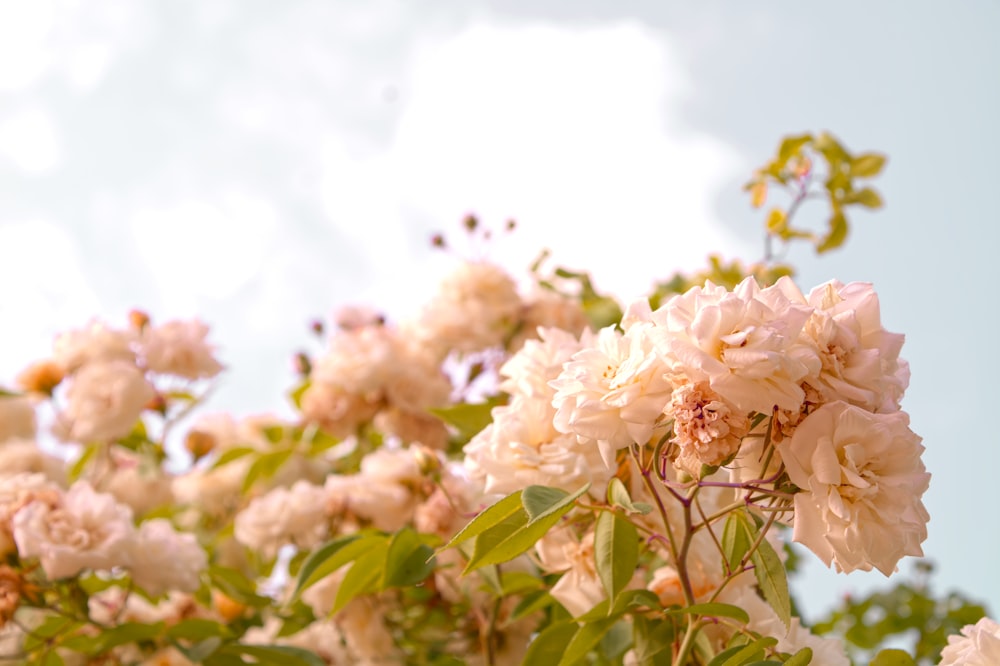 a bunch of flowers that are on a tree