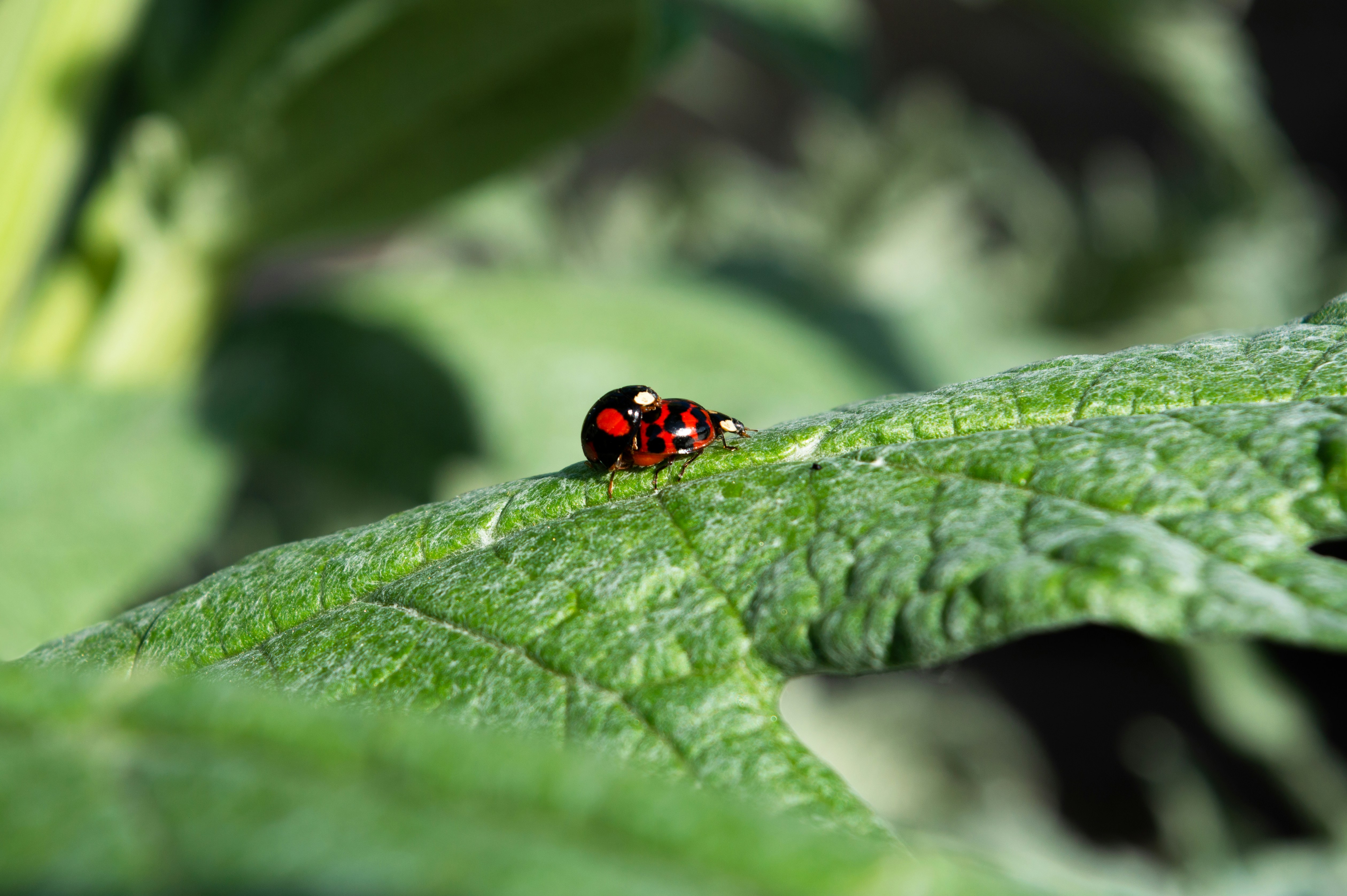 a lady bug sitting on top of a green leaf