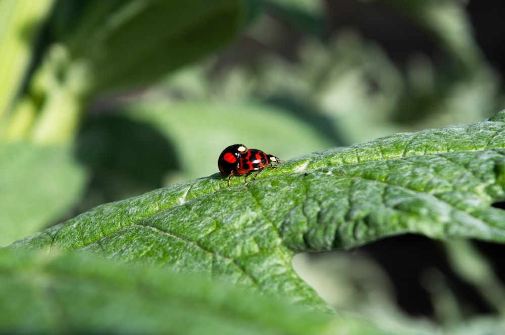Ein Marienkäfer sitzt auf einem grünen Blatt