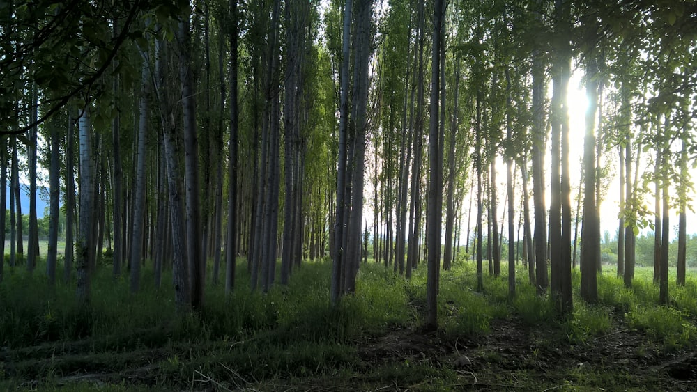 the sun is shining through the trees in the forest