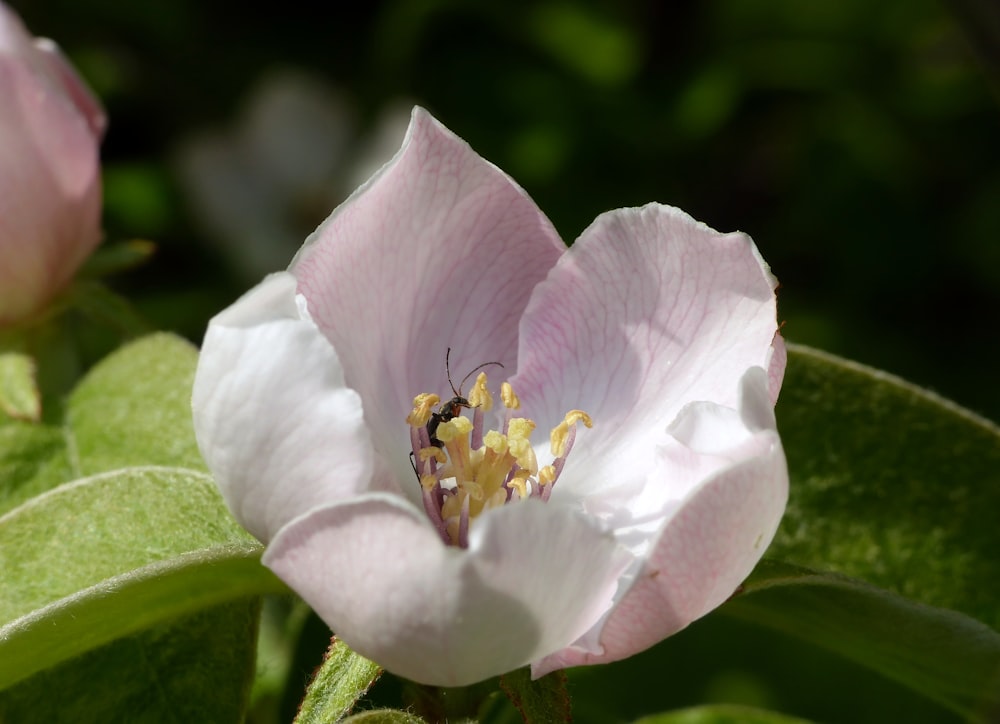 a close up of a pink flower with a bee on it