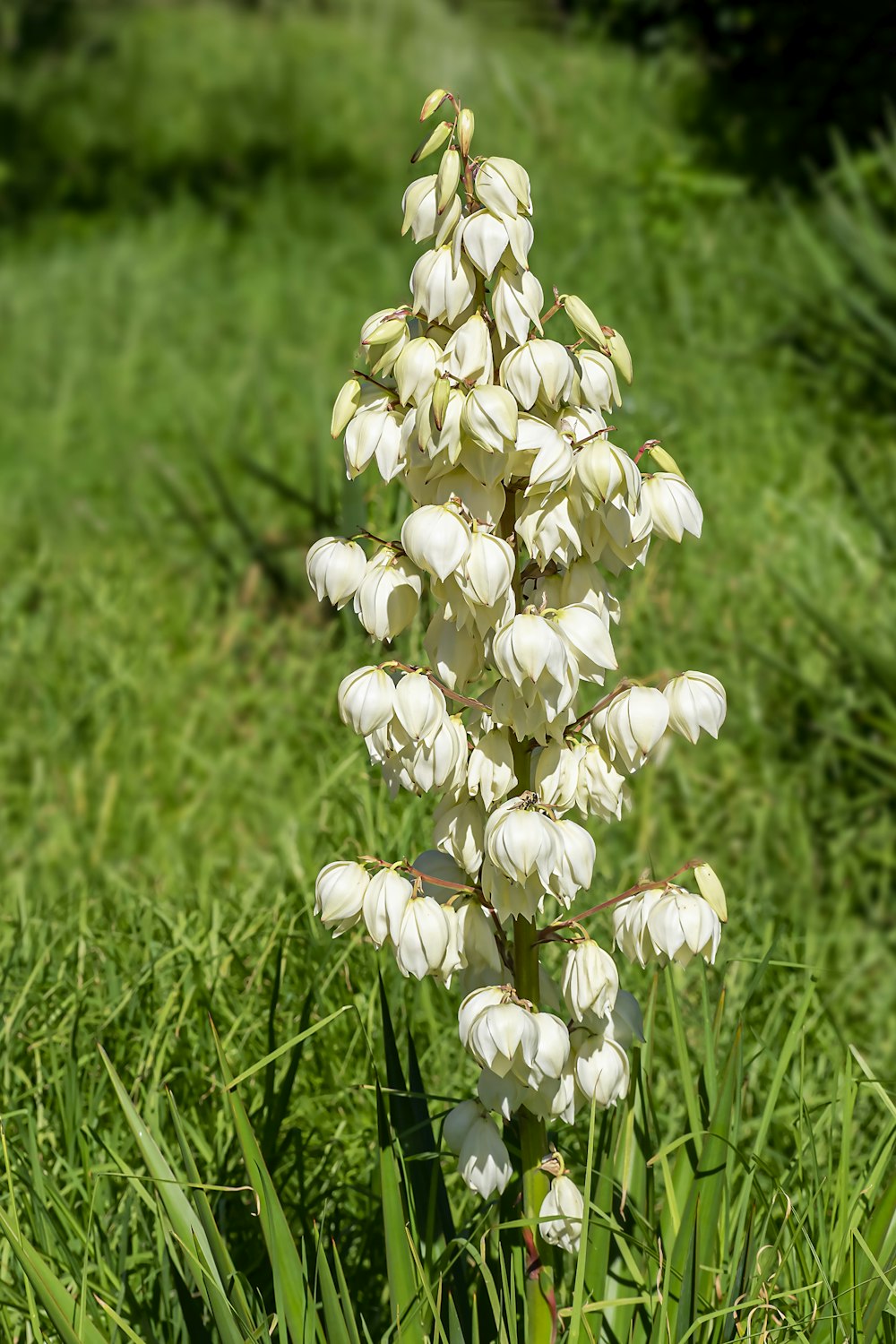 uma flor branca em um campo de grama verde