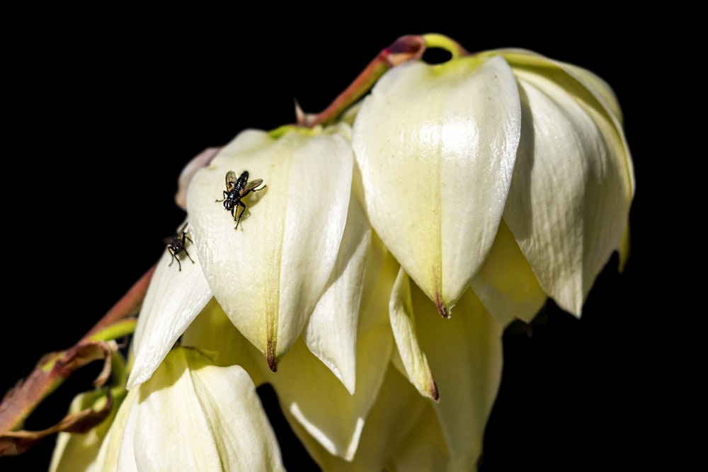 un gros plan d’une fleur avec un insecte dessus