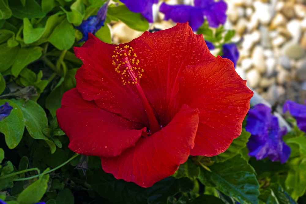 eine Nahaufnahme einer roten Blume mit blauen Blumen im Hintergrund