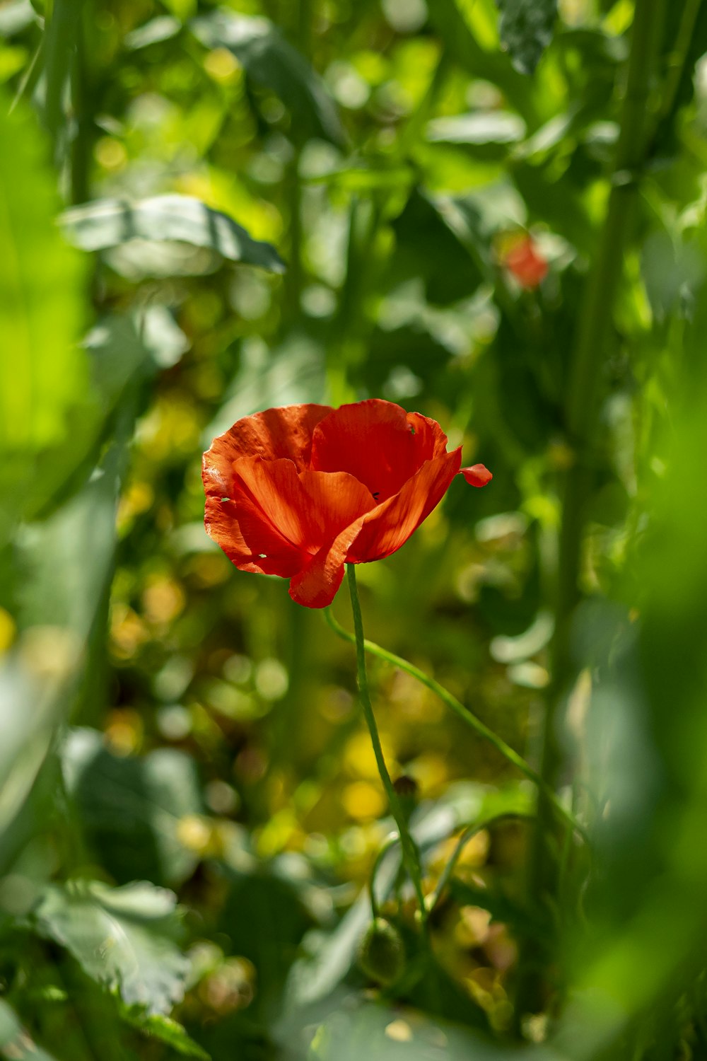 eine einzelne rote Blume mitten auf einem Feld