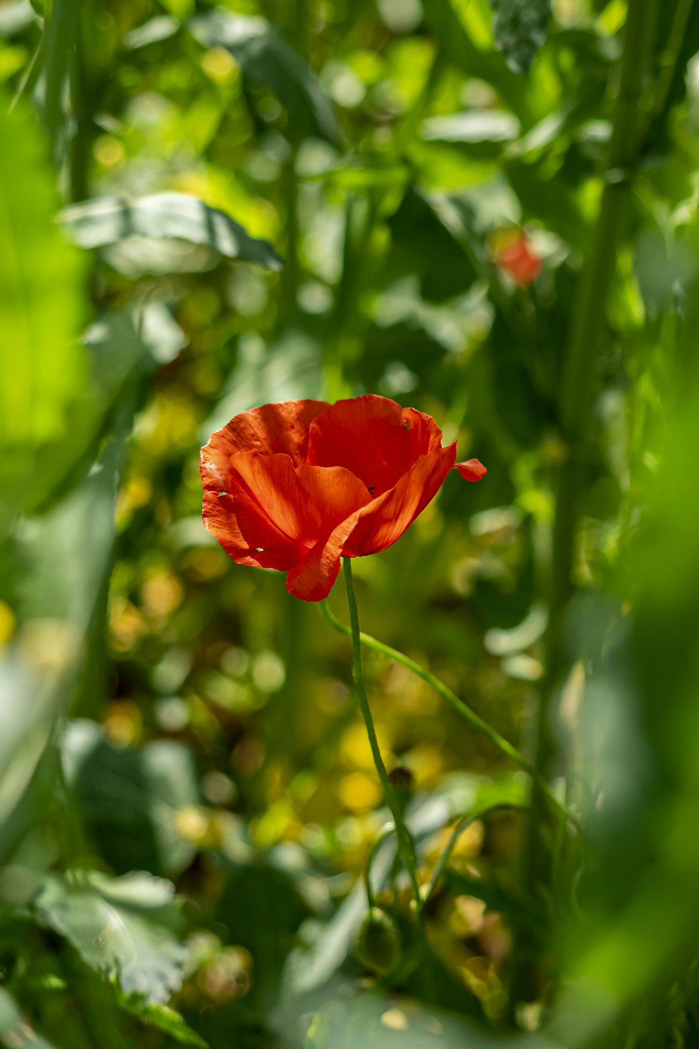 a single red flower in the middle of a field