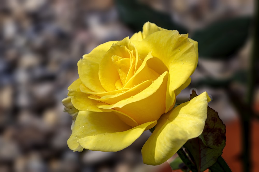 uma rosa amarela com gotículas de água sobre ela