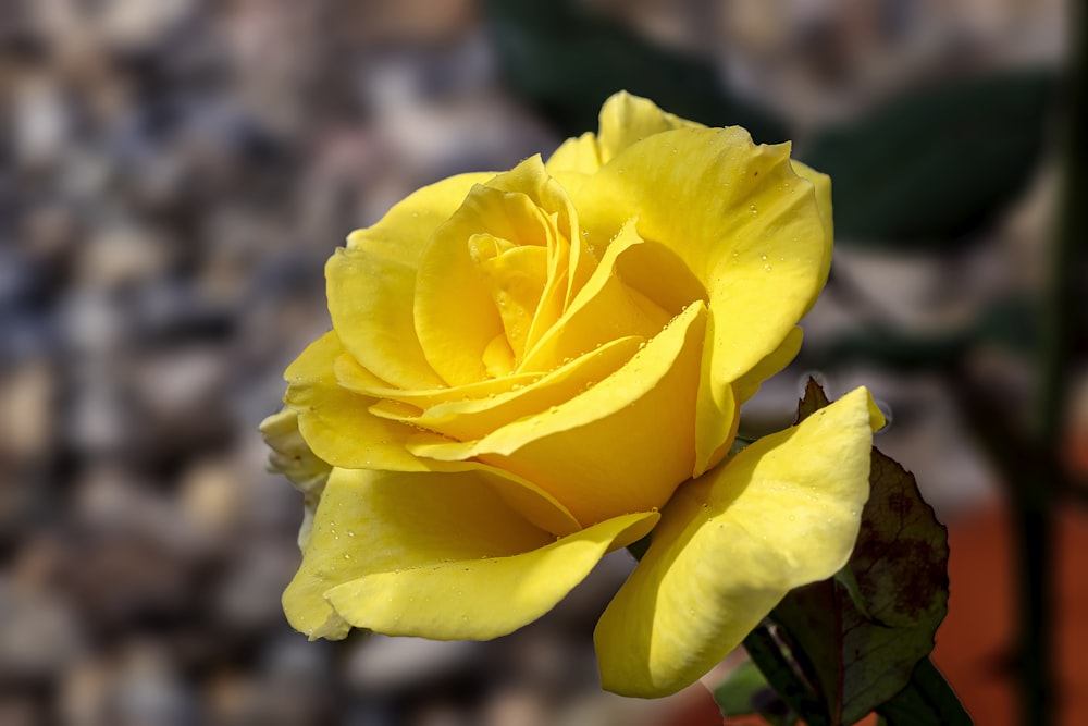 a yellow rose with water droplets on it