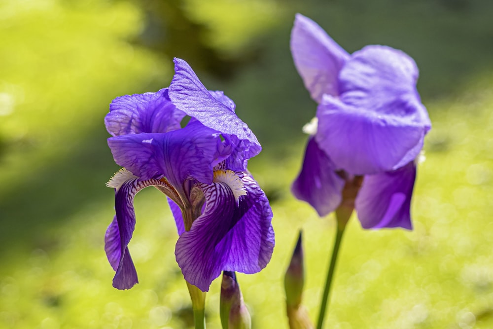 a couple of purple flowers sitting on top of a lush green field