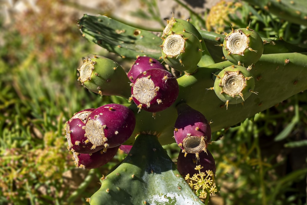 a close up of a plant with many flowers