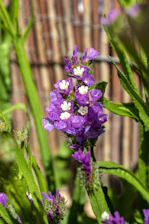 a close up of a purple flower near a fence