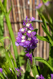a close up of a purple flower near a fence
