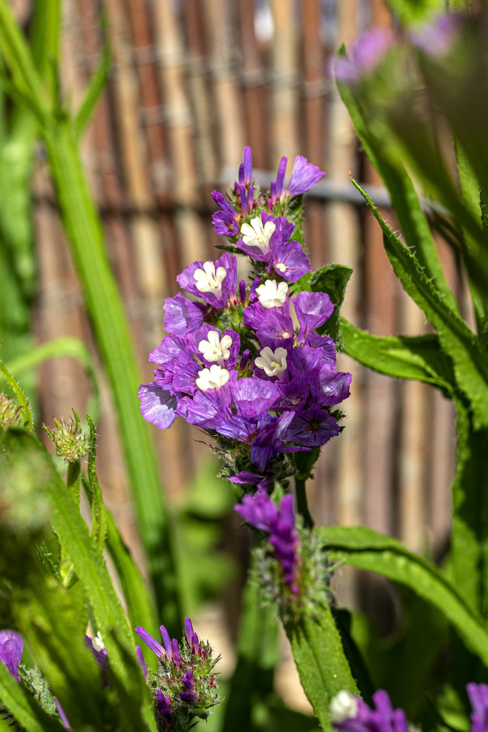 a close up of a purple flower near a fence