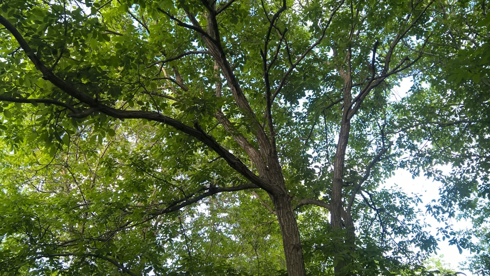 a large tree with lots of green leaves