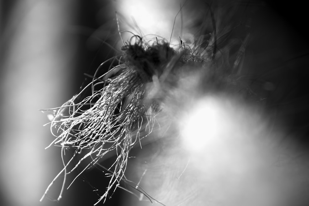 a black and white photo of a plant