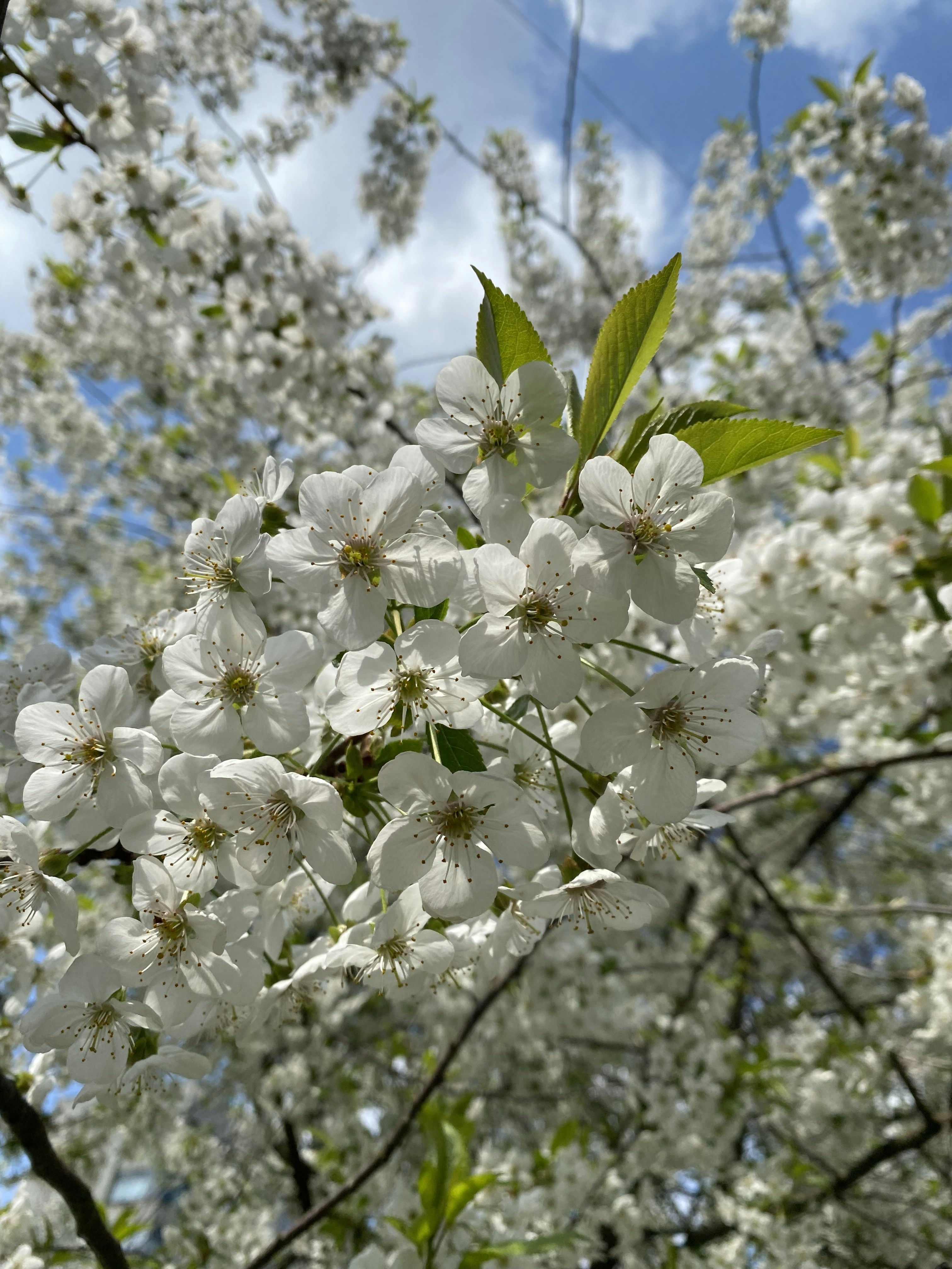 Photo by sophie_soyaa