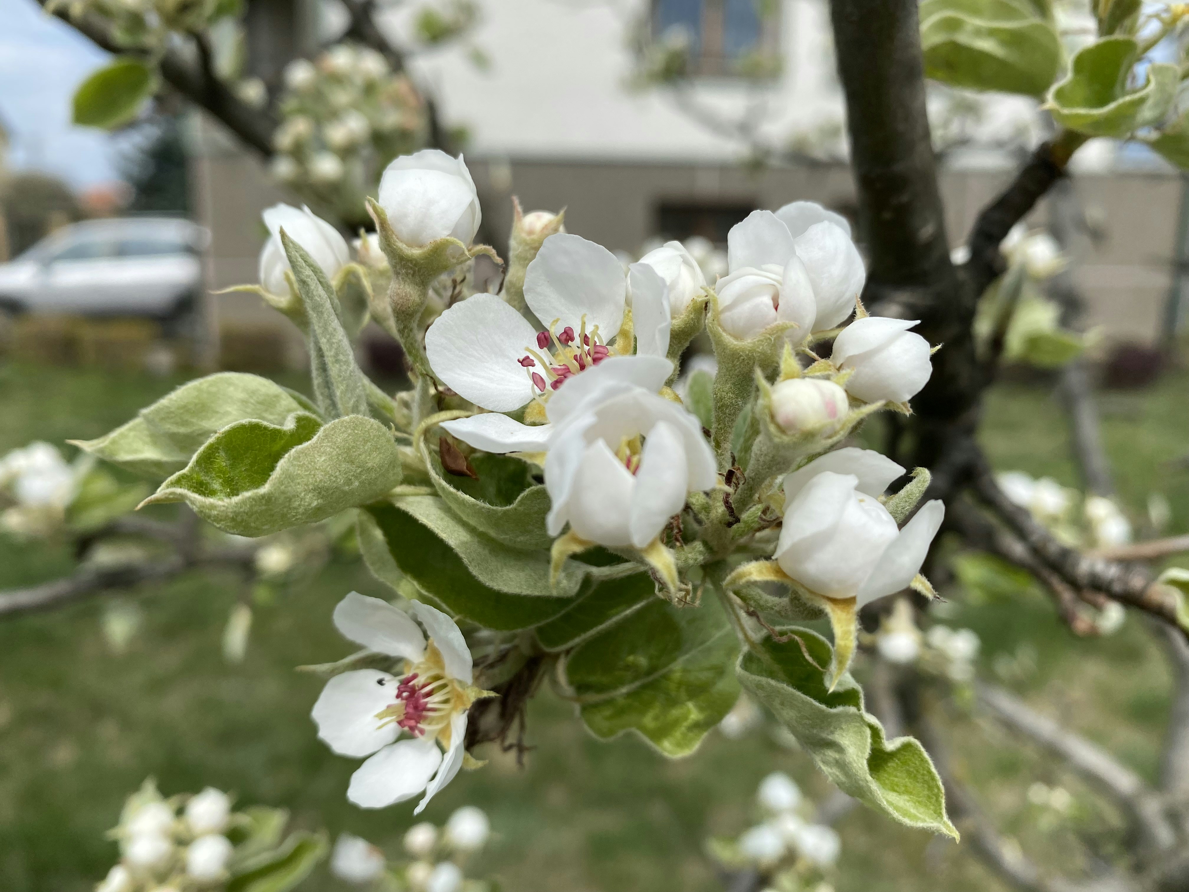 A close up of a tree with white flowers photo – Free Plant Image on ...