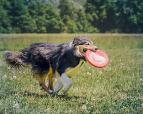 a dog running with a frisbee in its mouth