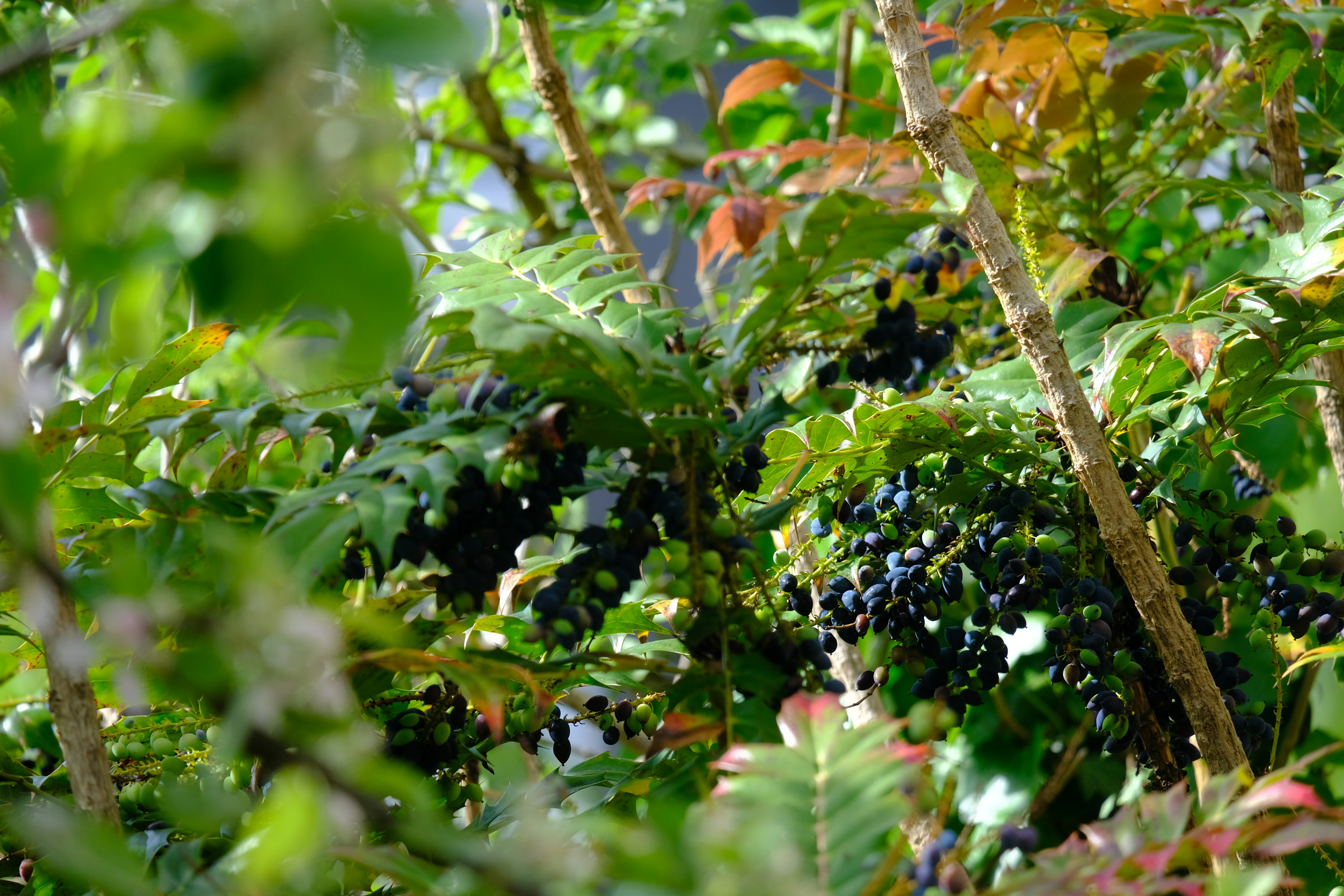 Photo by zaralazarov