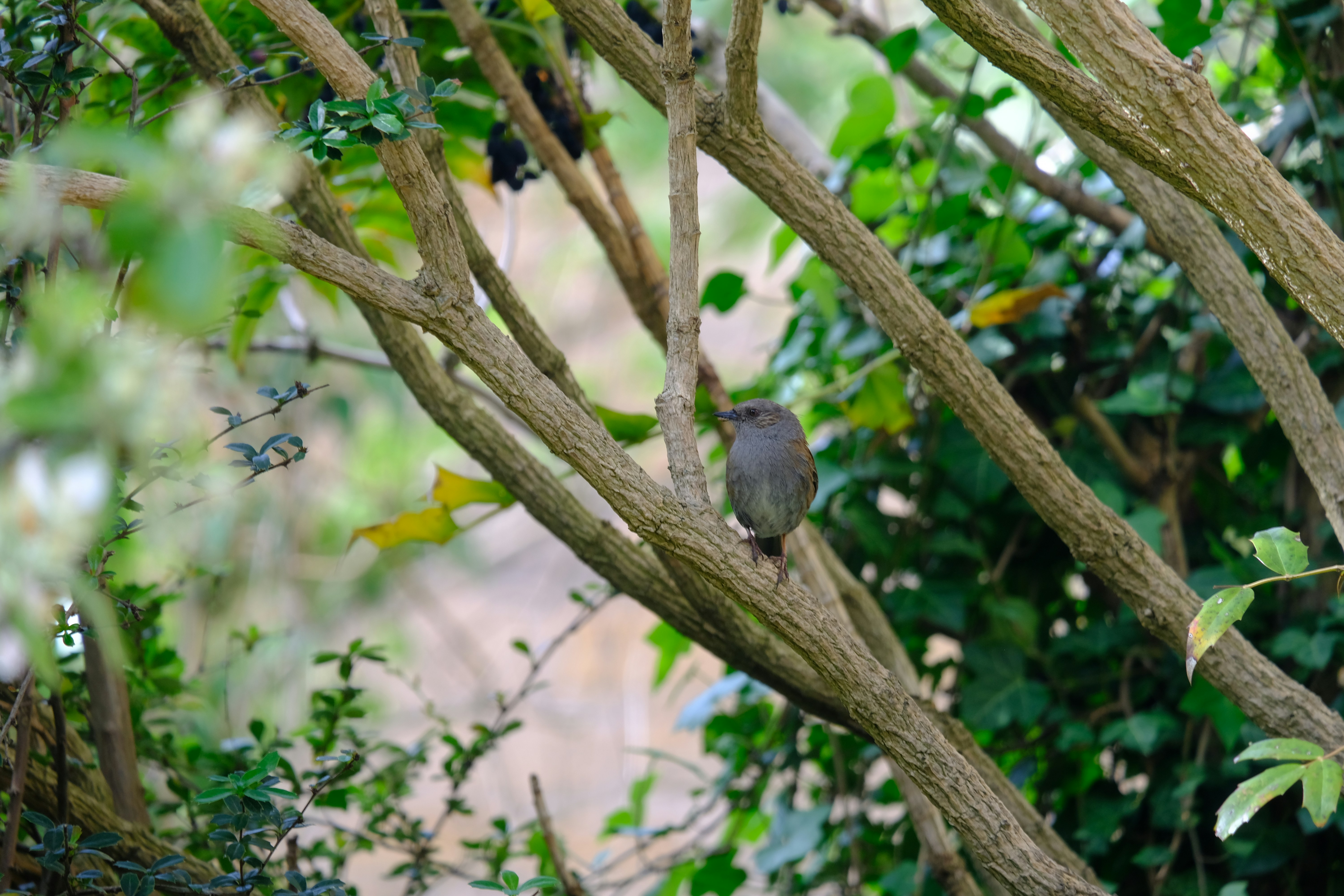 Photo by zaralazarov