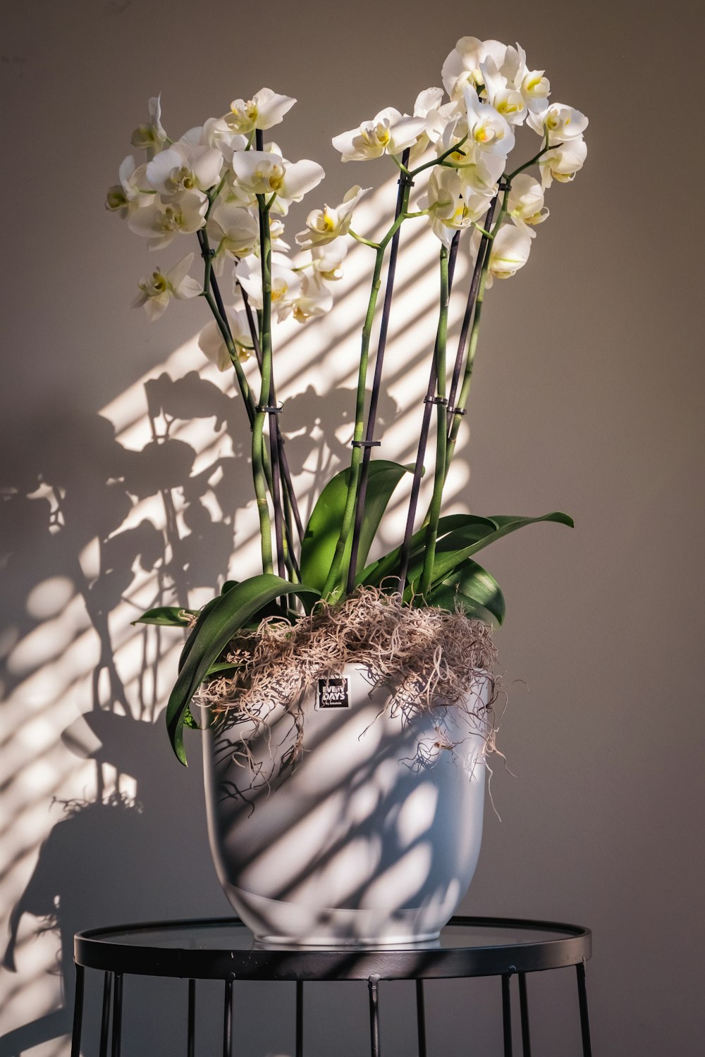 a potted plant sitting on top of a table