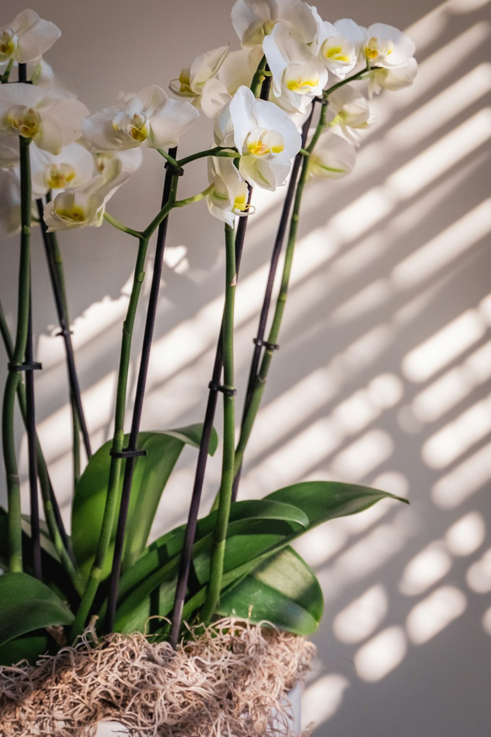 a vase filled with white flowers sitting on top of a table