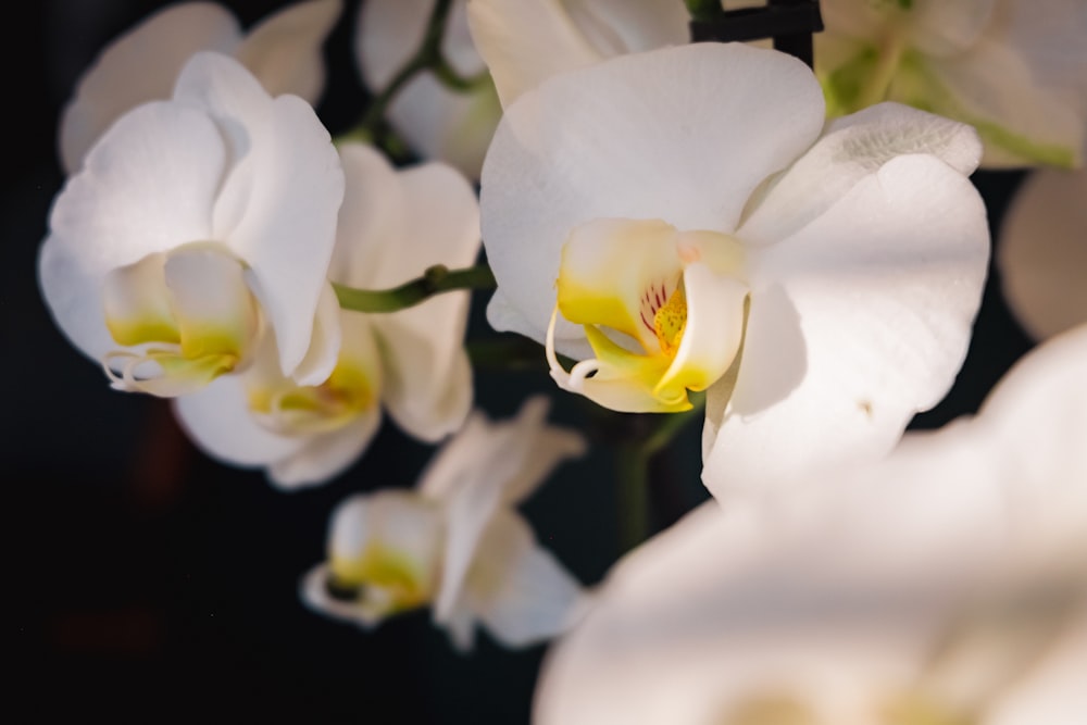 Ein Strauß weißer Blumen ist in einer Vase