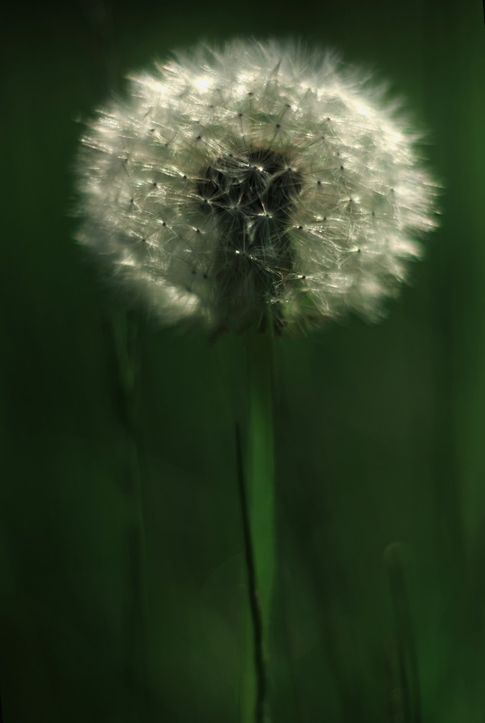 a dandelion in the middle of a green field