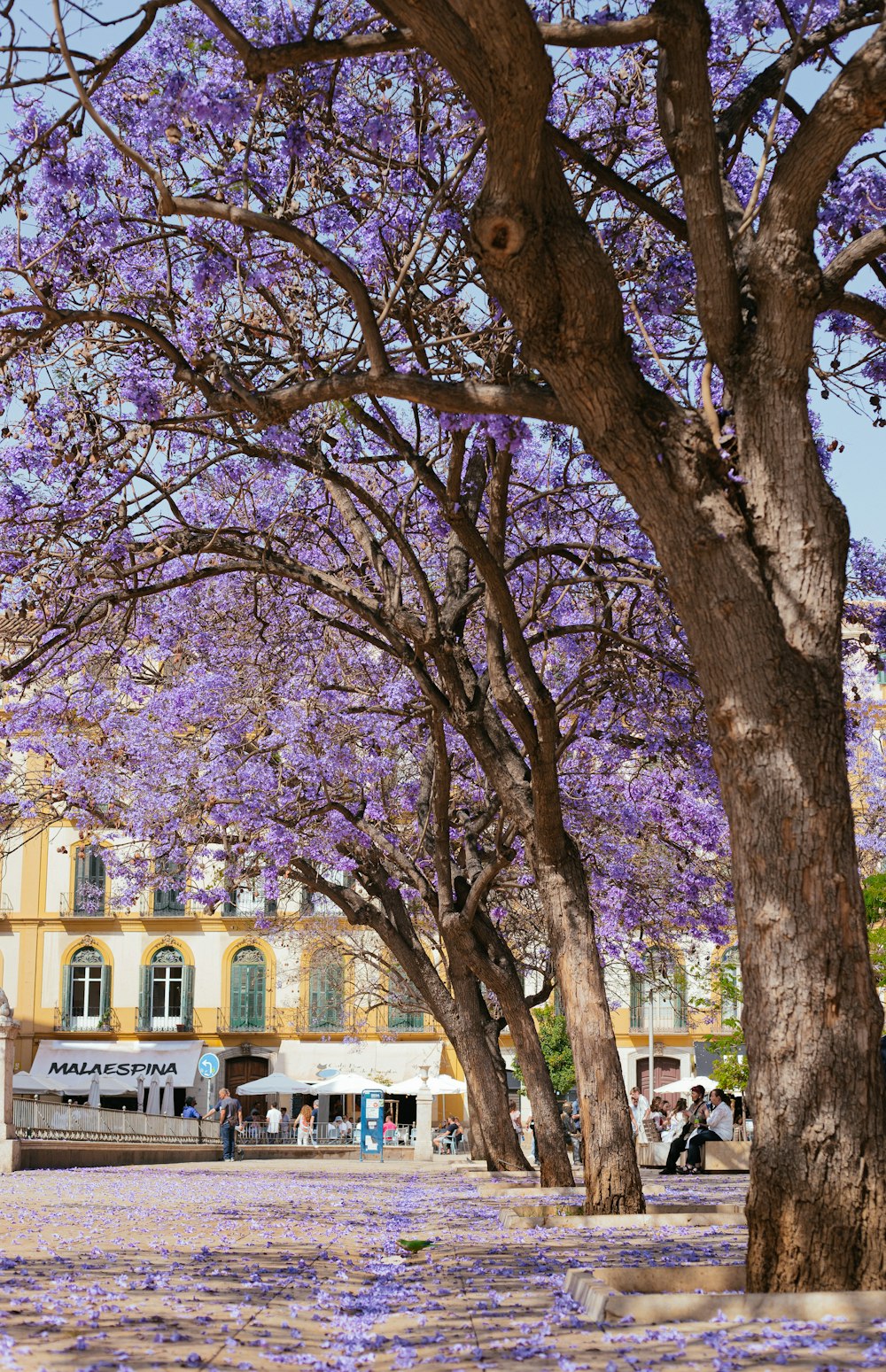 a group of trees with purple flowers in front of a building