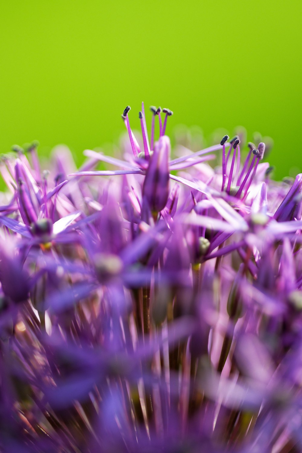 un primo piano di un fiore