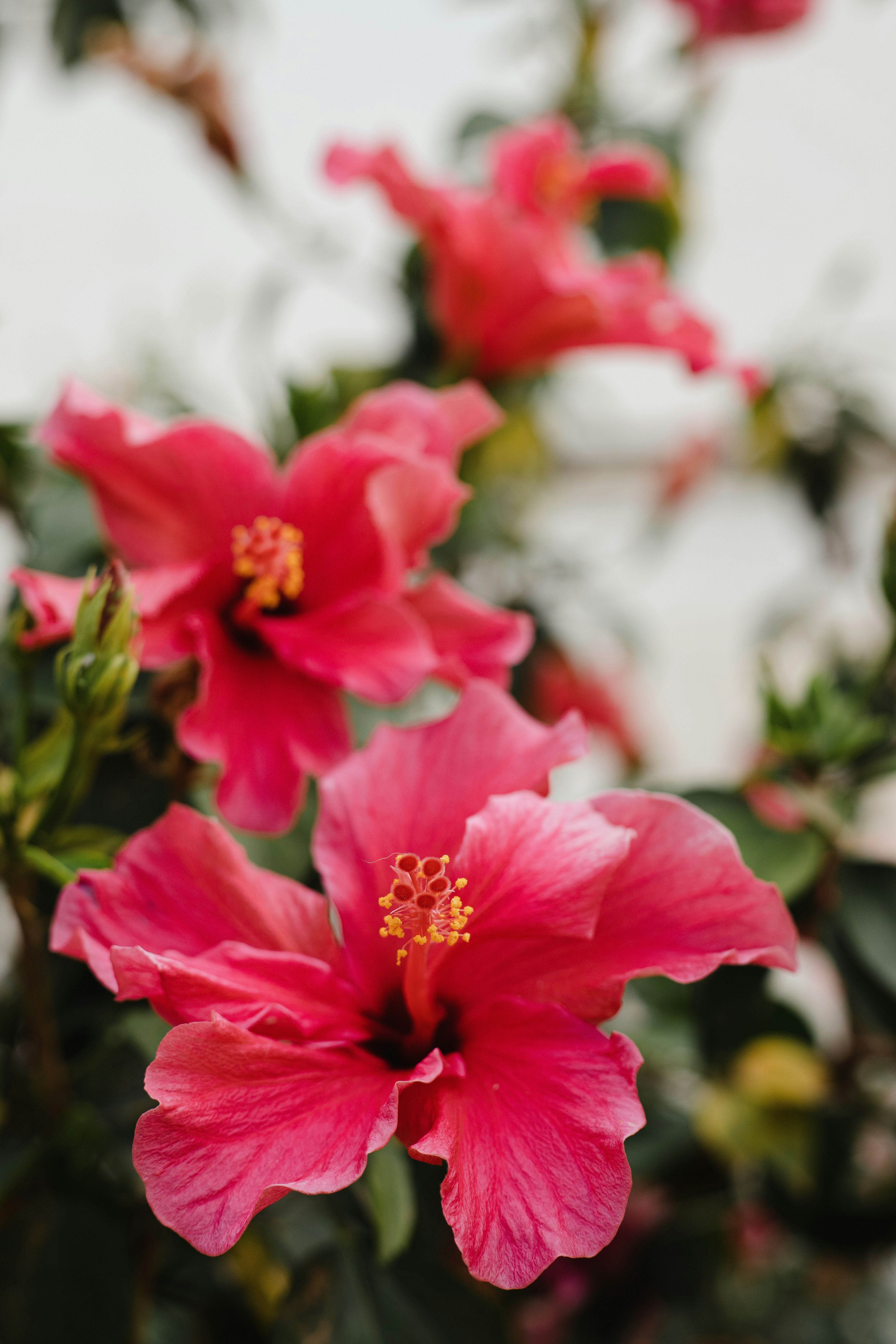 Photo by juliamatuzova