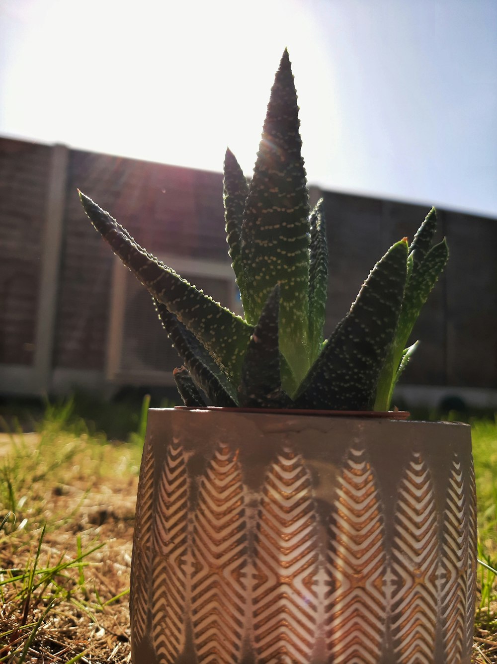 a plant in a pot on the ground