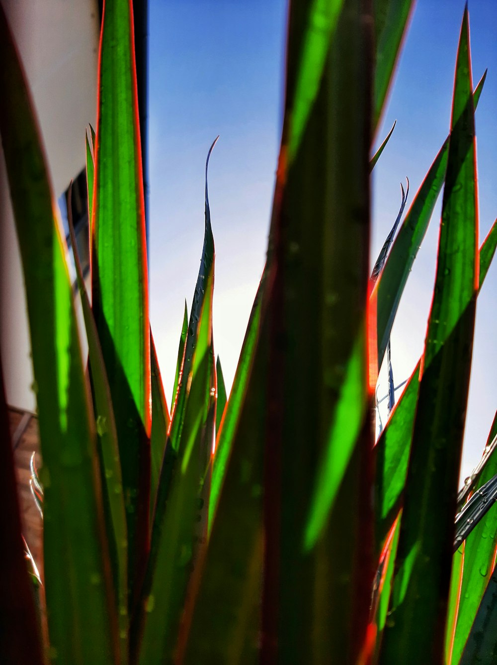 um close up de uma planta verde com um céu azul no fundo