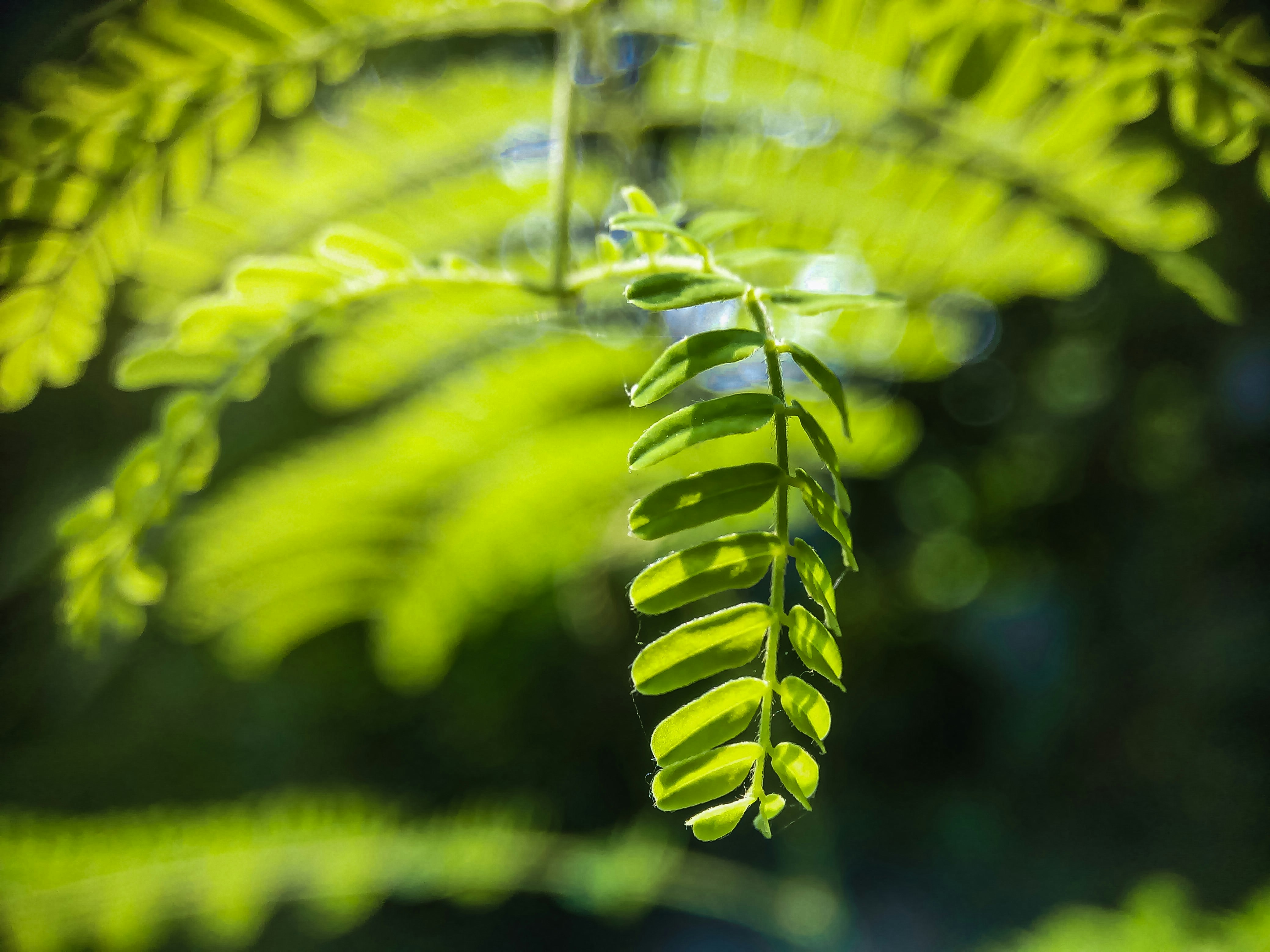 Photo by shahadatrafi2040