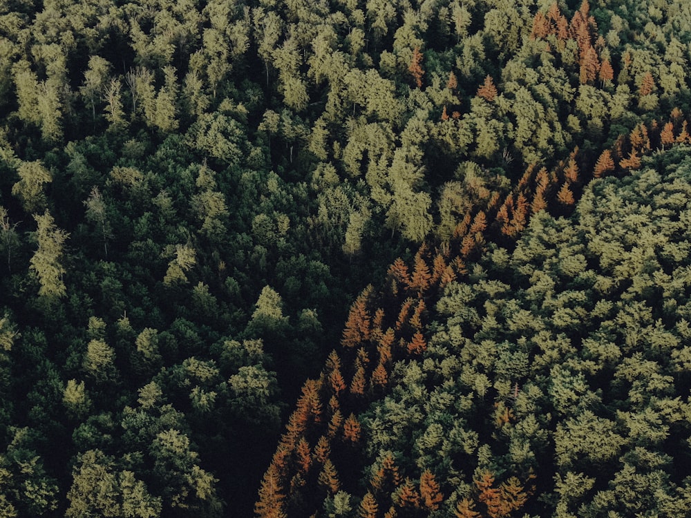 an aerial view of a forest with lots of trees