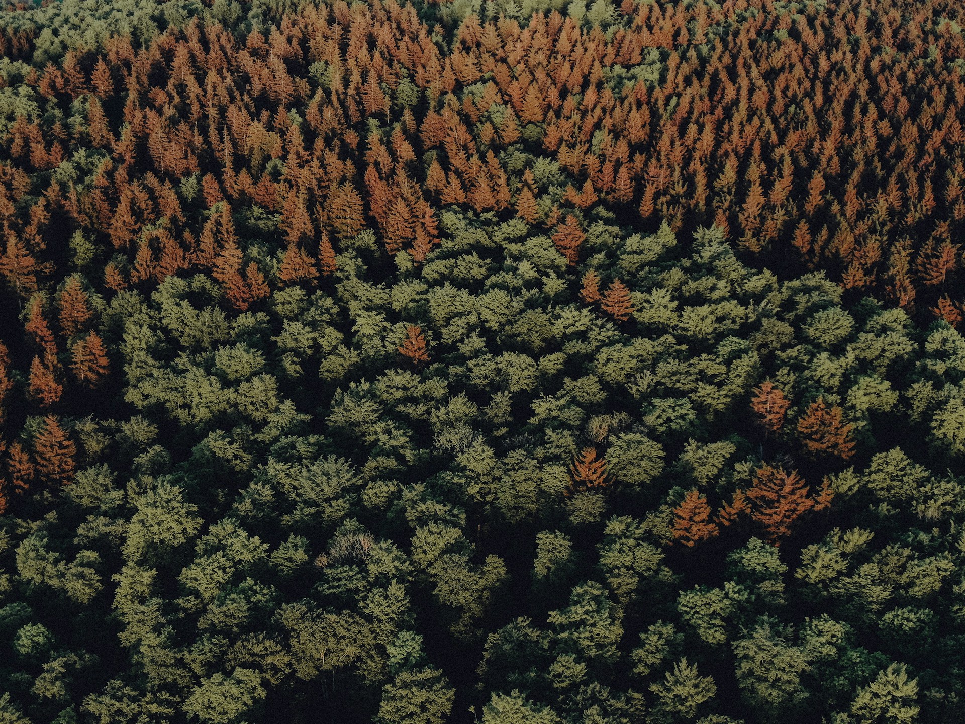 an aerial view of a forest with lots of trees