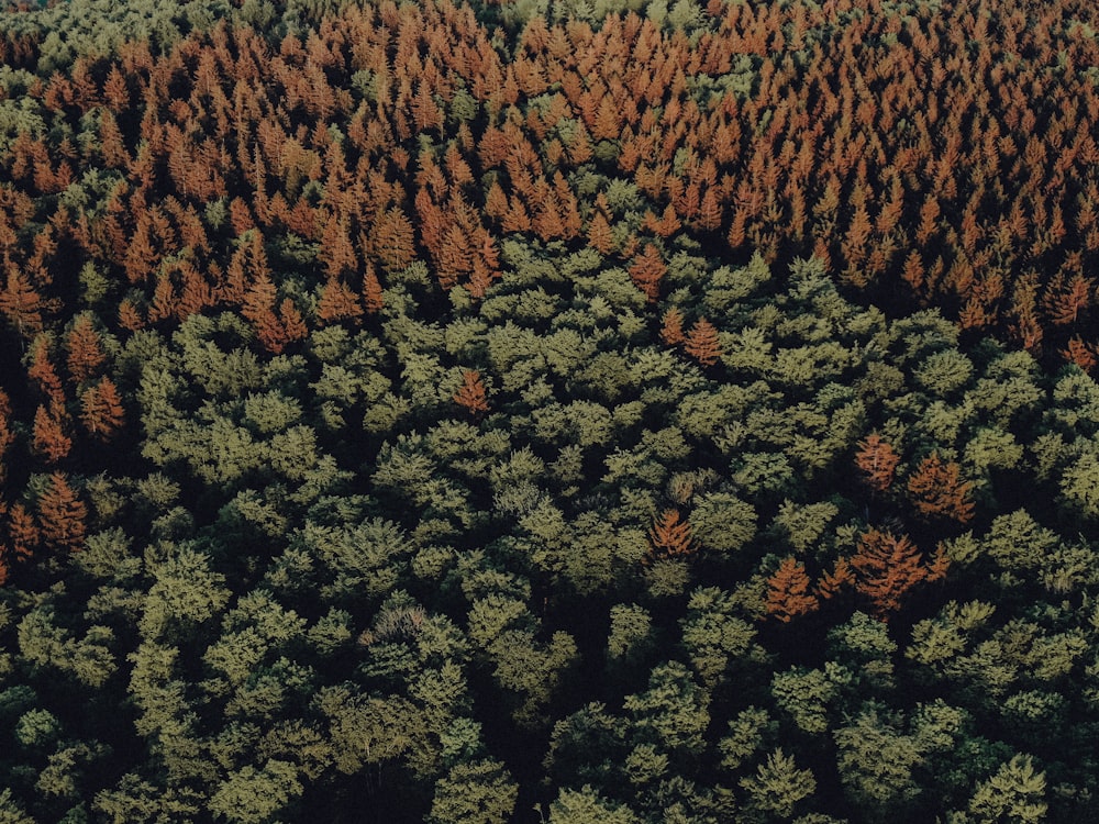 an aerial view of a forest with lots of trees