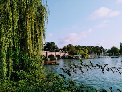 a bridge over a body of water surrounded by trees