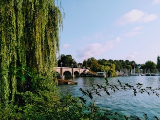 a bridge over a body of water surrounded by trees