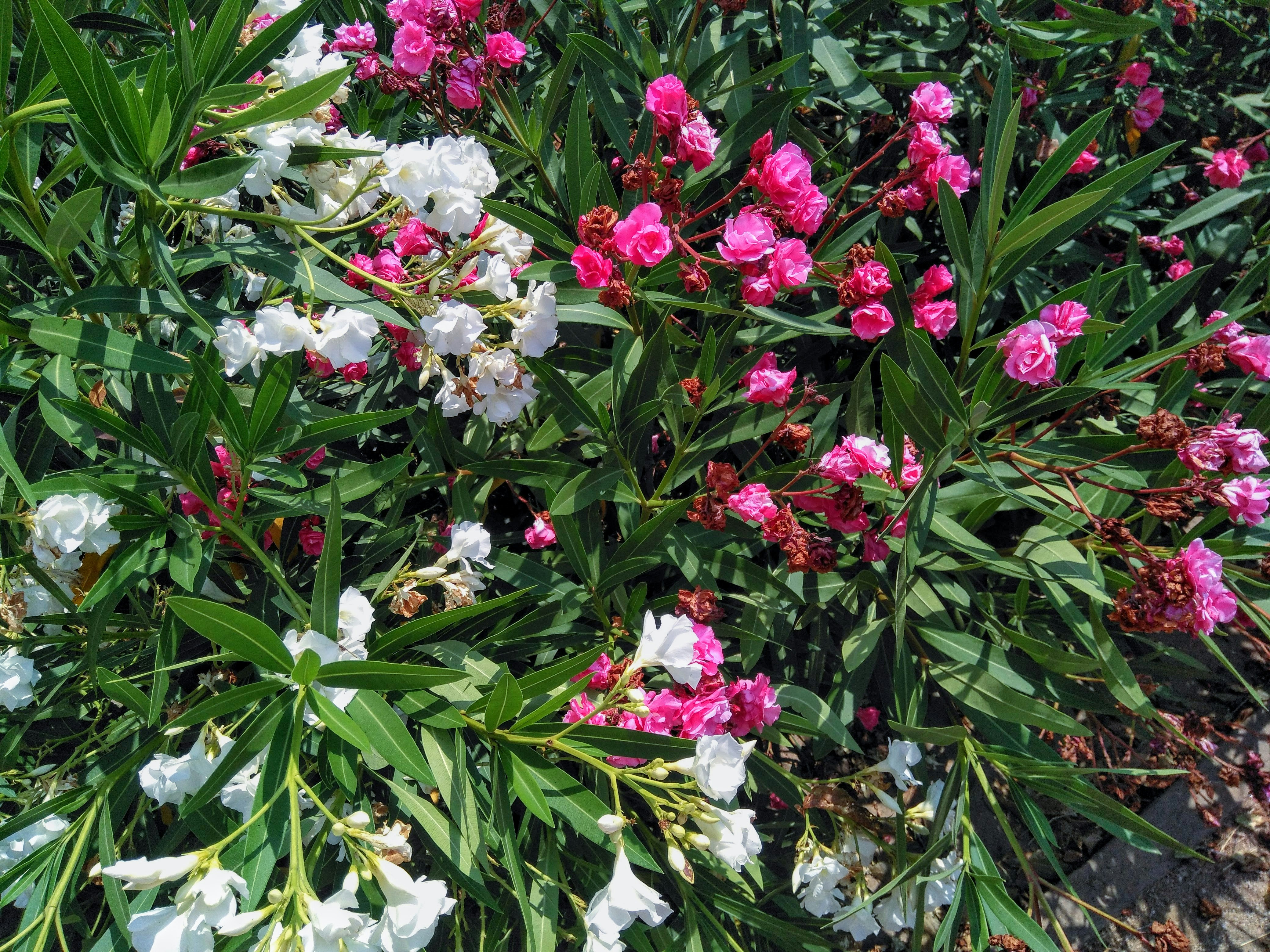 a bunch of pink and white flowers in a garden
