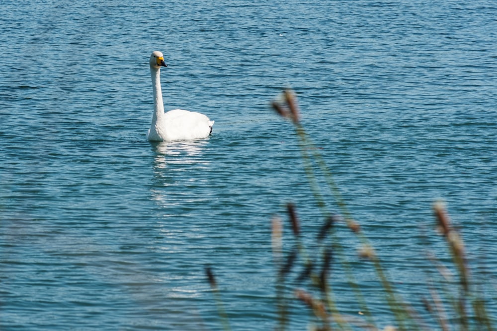 a white swan swimming in a lake with reeds
