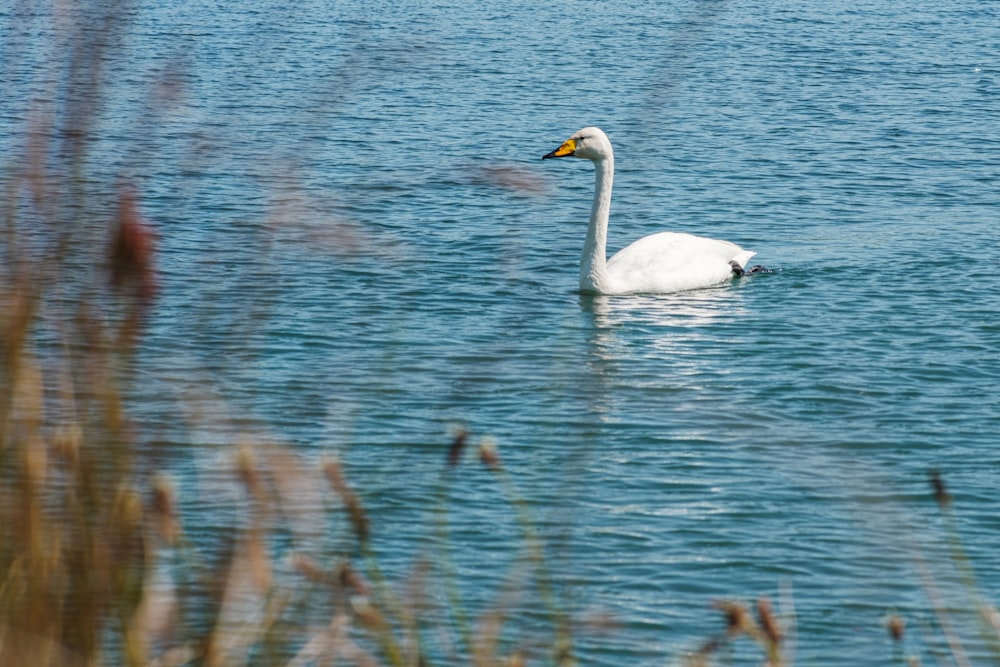 a white swan swimming in a lake near tall grass