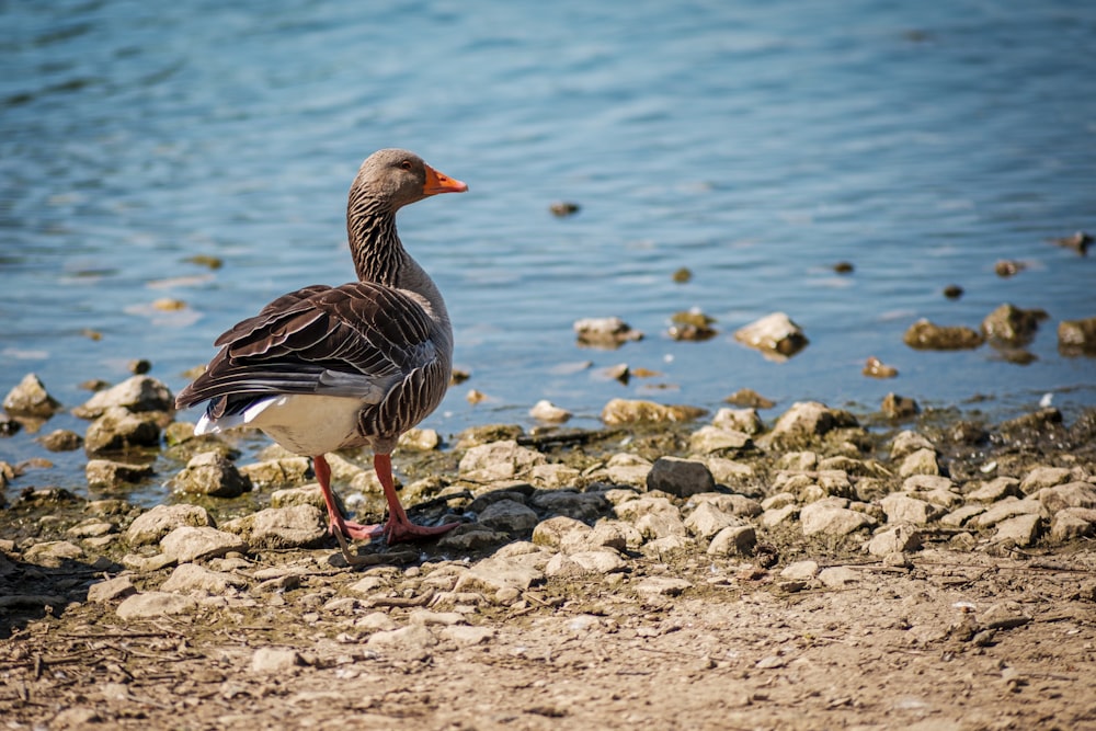a duck standing on a rocky shore next to a body of water
