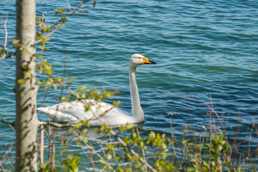 a white swan floating on top of a body of water